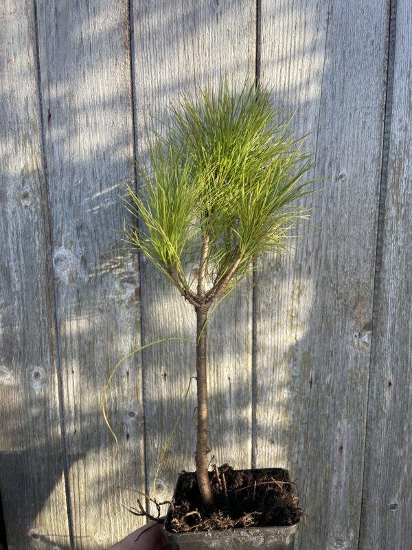 Bhutan Pine 20/40cm (2L) - Image 4