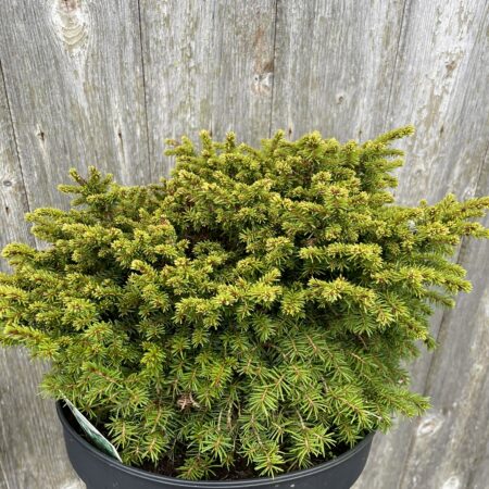 Norway Spruce ‘Little Gem’