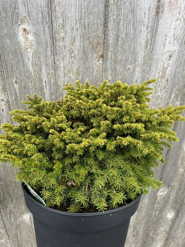 Norway Spruce 'Little Gem' (5L)
