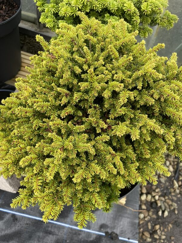 Norway Spruce 'Little Gem' (5L) - Image 2