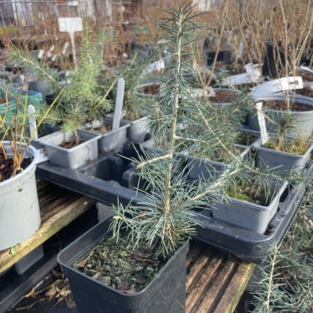 Atlas Cedar Glauca 20/40cm
