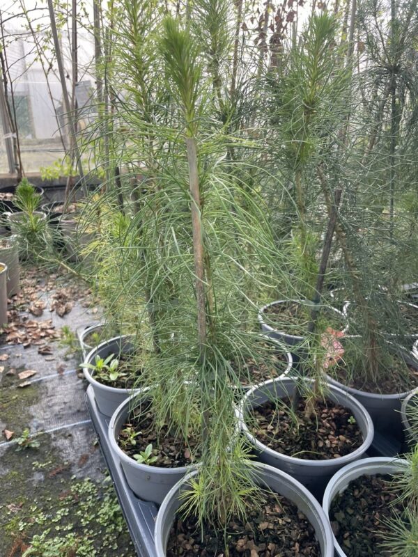 Monterey / Radiata Pine 40/60cm (2L) - Image 3