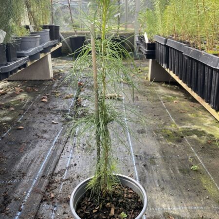 Monterey / Radiata Pine