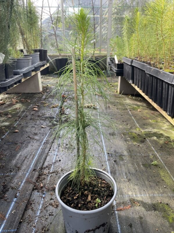 Monterey / Radiata Pine 40/60cm (2L)