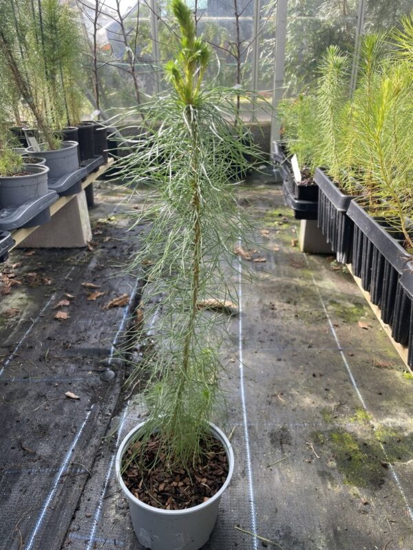 Monterey / Radiata Pine 40/60cm (2L) - Image 5
