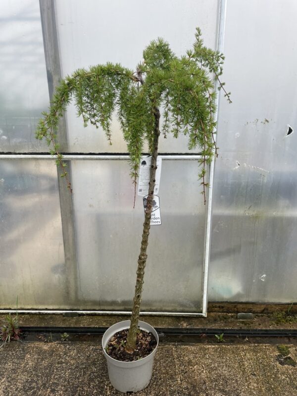 Japanese Larch 'Stiff Weeping' (25L) - Image 3