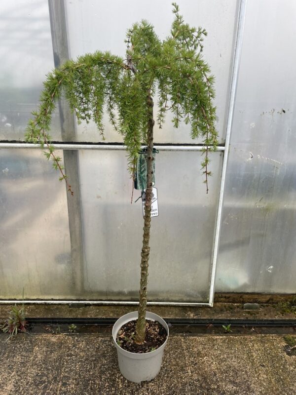Japanese Larch 'Stiff Weeping' (25L) - Image 4