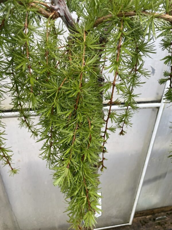 Japanese Larch 'Stiff Weeping' (25L) - Image 5