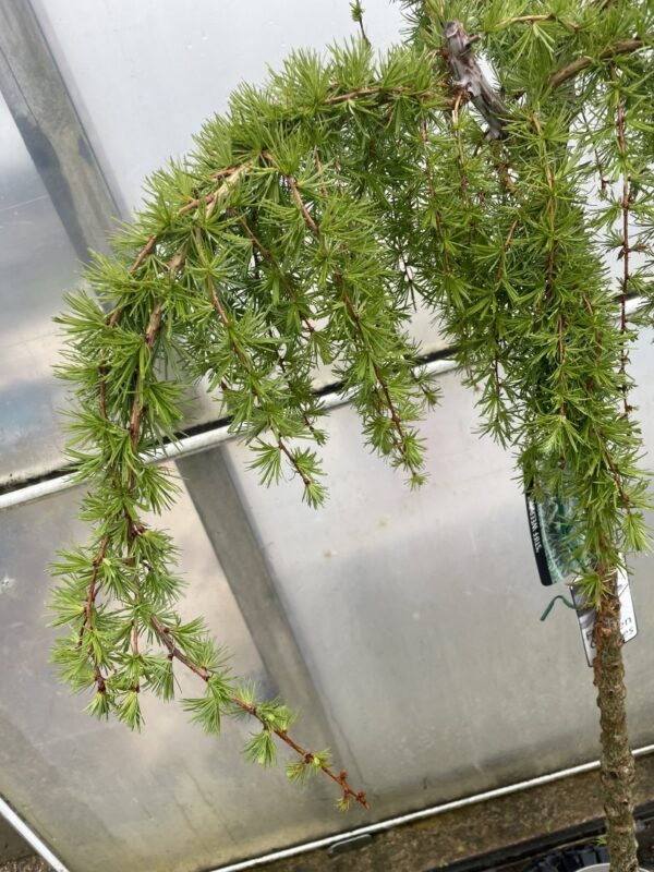 Japanese Larch 'Stiff Weeping' (25L) - Image 6
