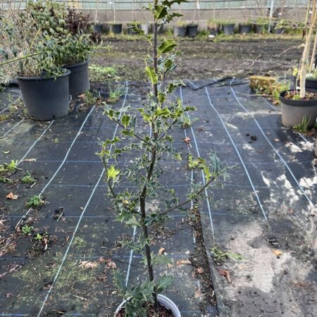 English Holly 80/100cm (2L)