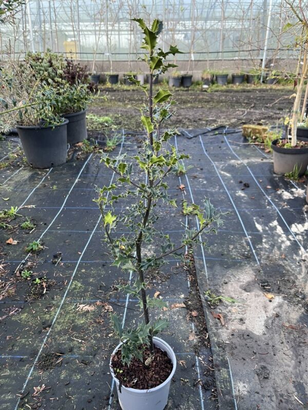 English Holly 80/100cm (2L)