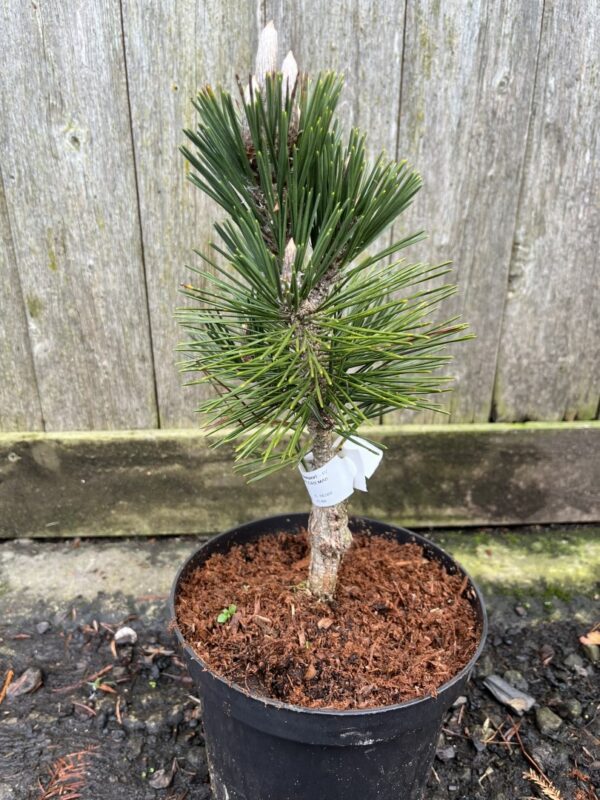 Japanese Black Pine 'Kotobuki' 20/40cm (3L) - Image 2