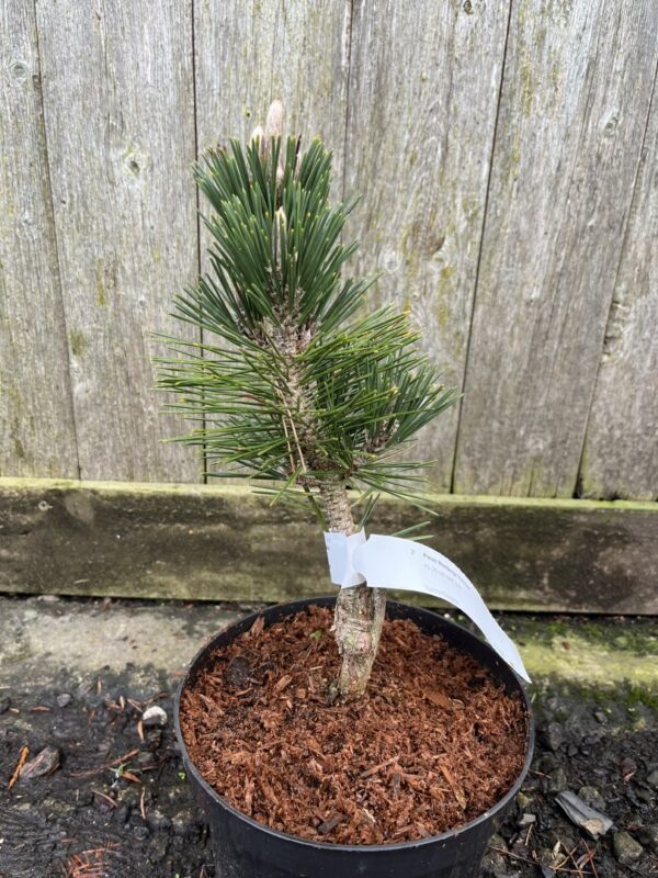 Japanese Black Pine 'Kotobuki' 20/40cm (3L)