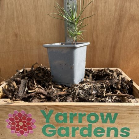 Japanese Black Pine Bonsai (P9)
