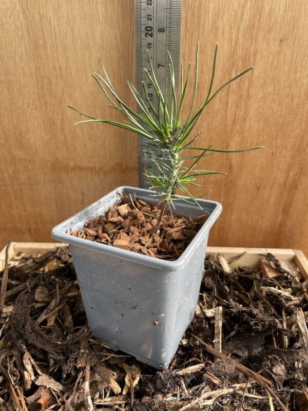 Japanese Black Pine Bonsai (P9) - Image 3