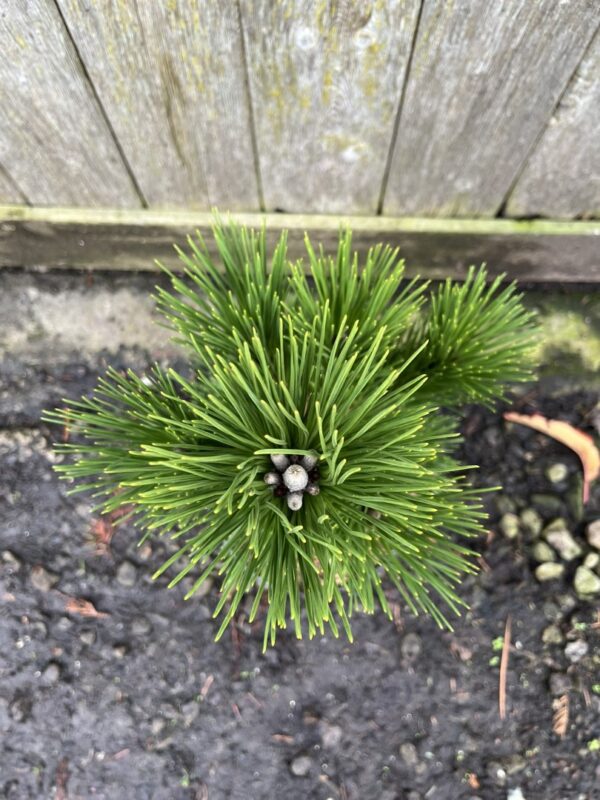 Japanese Black Pine 'Thunderhead' 20/40cm (3L) - Image 2