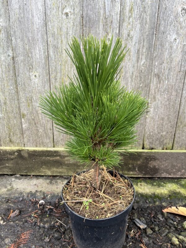 Japanese Black Pine 'Thunderhead' 20/40cm (3L)