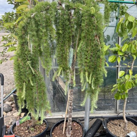 Japanese Larch 'Stiff Weeping' (25L)