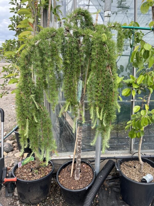 Japanese Larch 'Stiff Weeping' (25L)