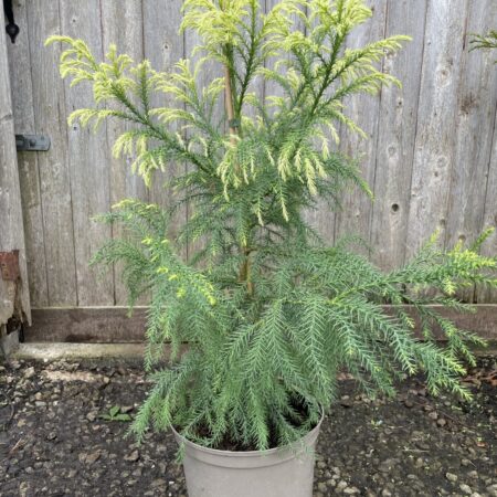 Japanese Red Cedar Tree