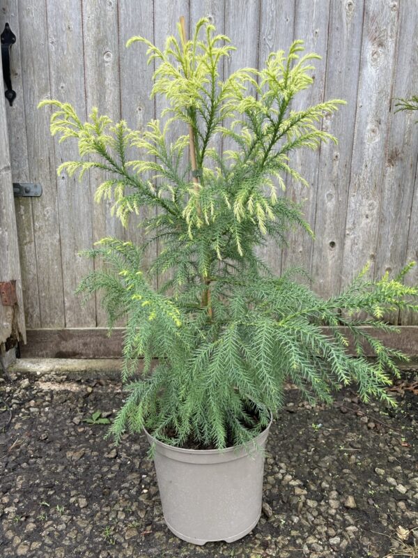 Japanese Red Cedar Tree 'Sekkan-sugi' (7.5L)