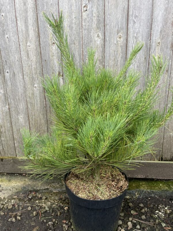 Japanese Red Pine 'Burke's Red Variegated' (10L) Tree - Pinus densiflora
