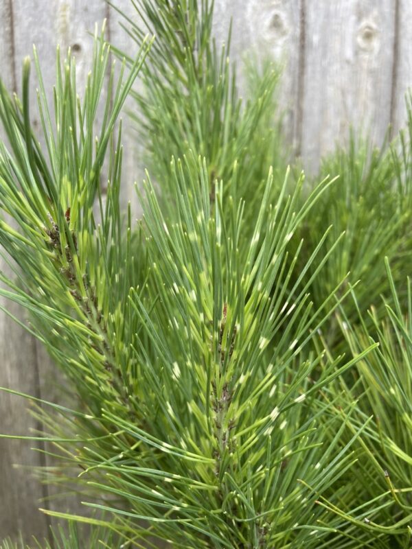 Japanese Red Pine 'Burke's Red Variegated' (10L) Tree - Pinus densiflora