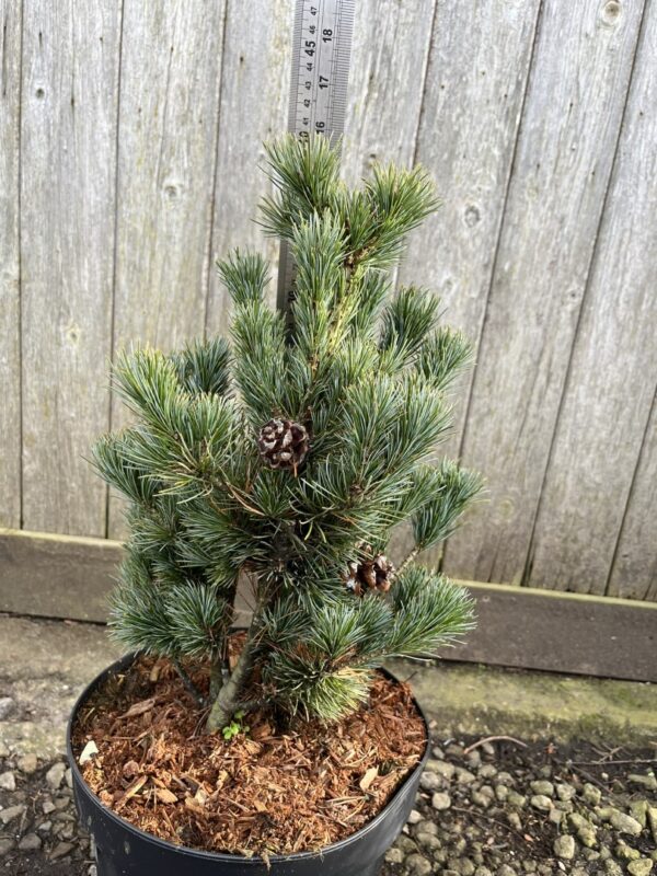 Japanese White Pine Pinus parviflora 'Negishi'