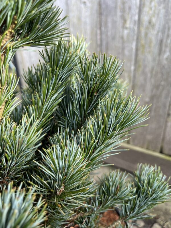 Japanese White Pine Pinus parviflora 'Negishi'