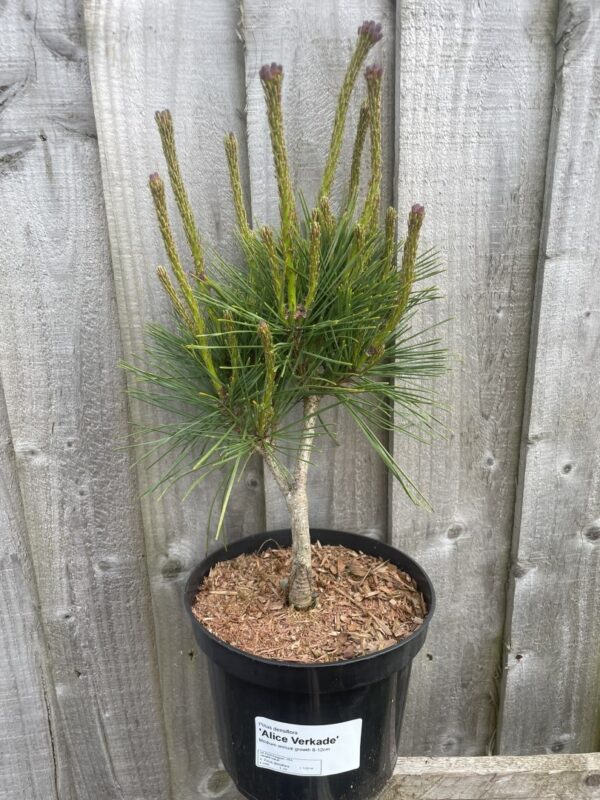 Japanese red pine 'Alice Verkade' 20/40cm (2L) - Image 3