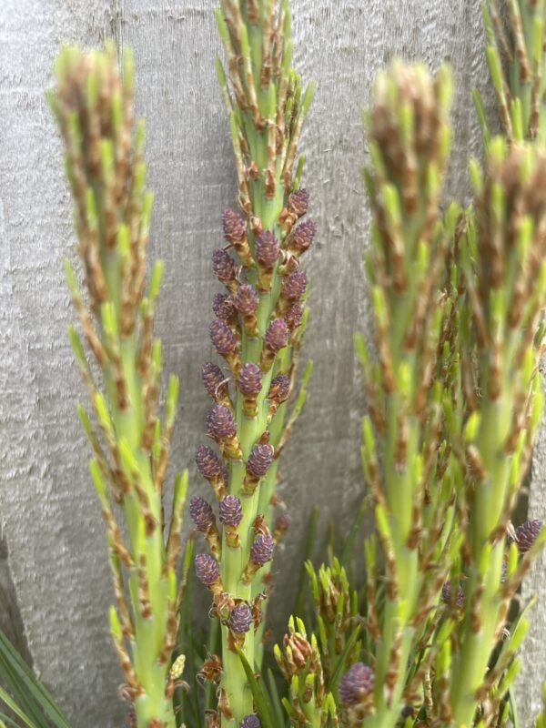 Japanese Red Pine 'Haybud' 20/40cm (2L) - Image 5