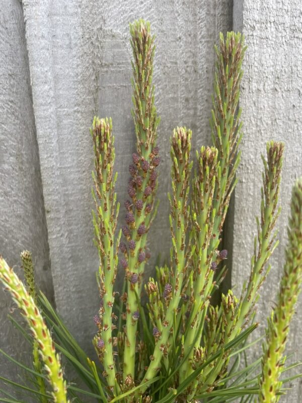 Japanese Red Pine 'Haybud' 20/40cm (2L) - Image 7