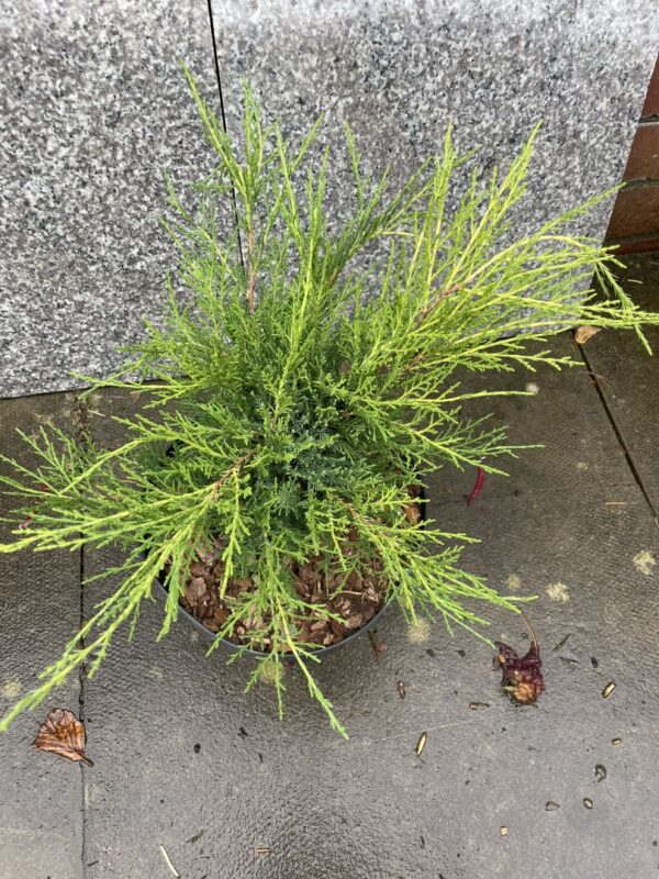 Juniper 'Old Gold' Tree (5L) - Image 3