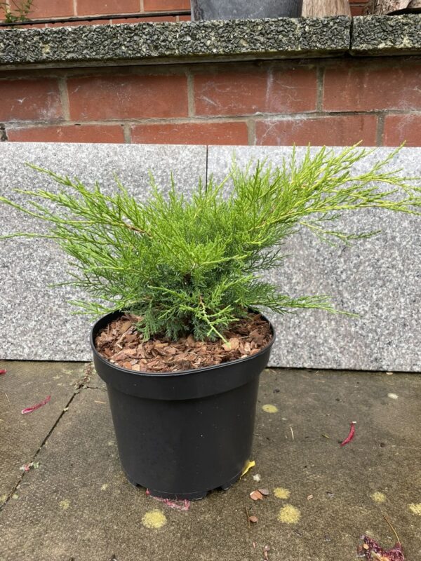 Juniper 'Old Gold' Tree (5L) - Image 2