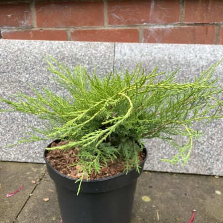 Juniper 'Old Gold' Tree (5L)
