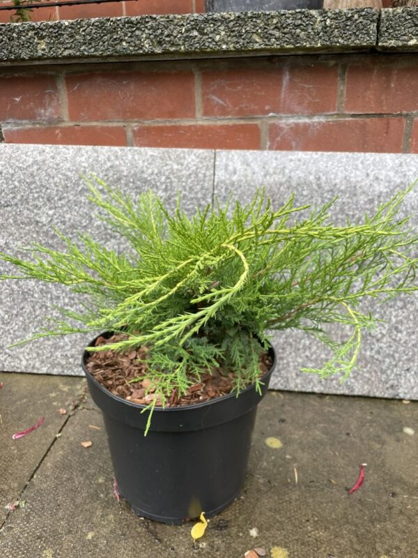 Juniper 'Old Gold' Tree (5L)