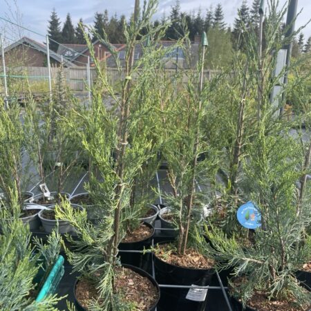 Juniper 'Skyrocket' 40/60cm (3L)