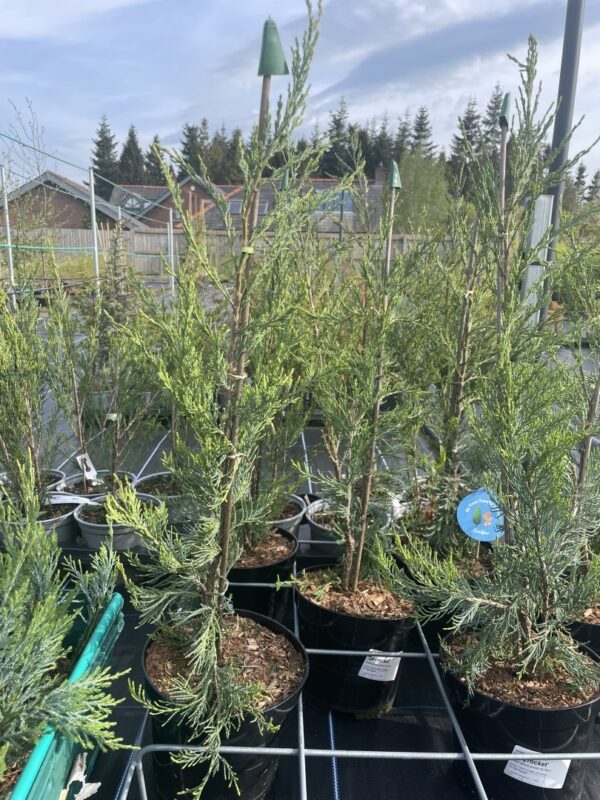 Juniper 'Skyrocket' 40/60cm (3L)