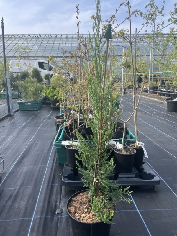 Juniper 'Blue Arrow' 40/60cm (3L) - Image 2
