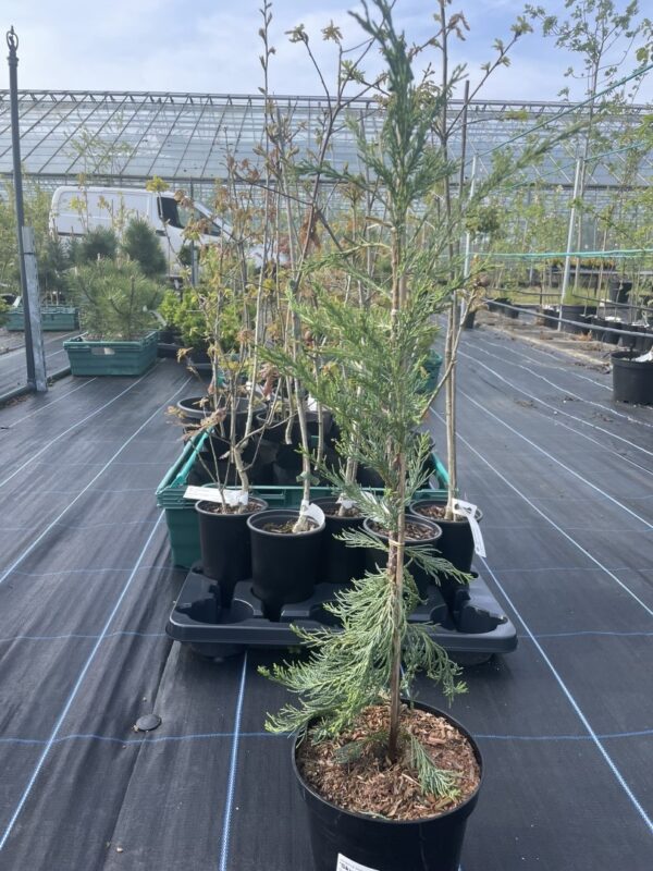 Juniper 'Blue Arrow' 40/60cm (3L) - Image 3