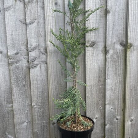 Juniper 'Blue Arrow' 40/60cm (3L)