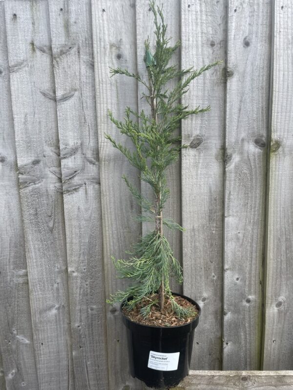 Juniper 'Blue Arrow' 40/60cm (3L)