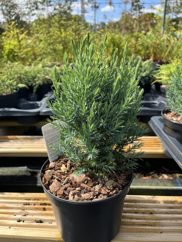 Juniperus chinensis - Chinese juniper 'Pyramidalis'