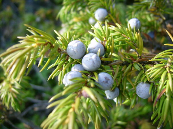 Common Juniper Bush 20/40cm (P9) - Image 6