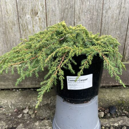 Juniperus communis Common Juniper ‘Lemon Carpet’