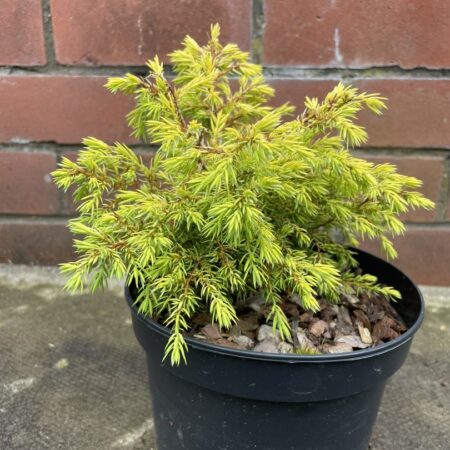 Juniperus communis 'Gold Cone'