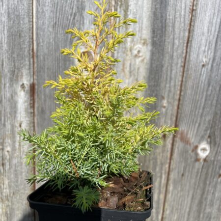 Common Juniper 'Gold Cone' 20/40cm (P9)