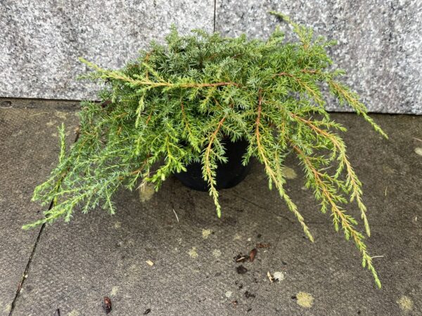 Juniperus communis 'Green Carpet'