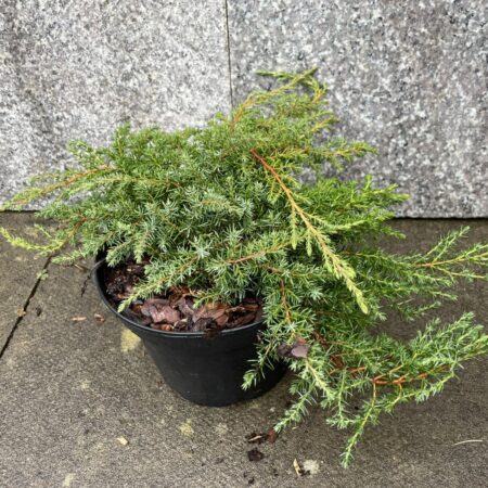Juniperus communis 'Green Carpet'