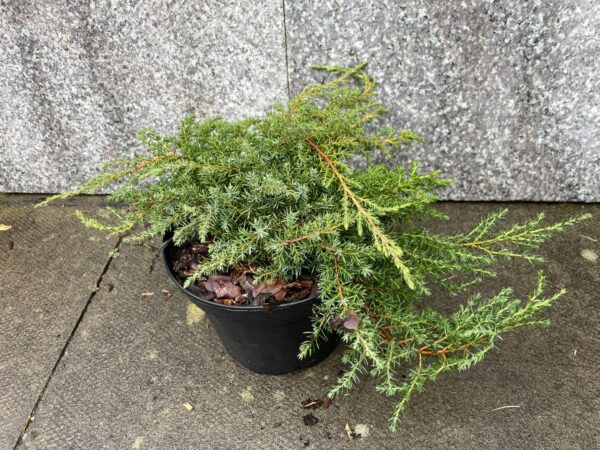 Juniperus communis 'Green Carpet'